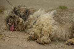 give up　（近所の犬）
