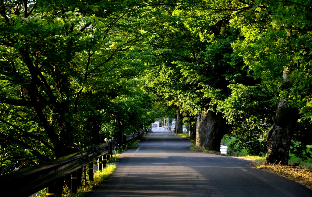 深緑のトンネル