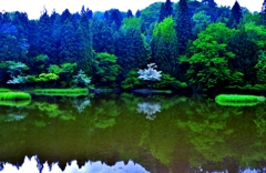 新緑の平池