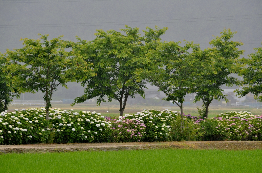 梅雨花景