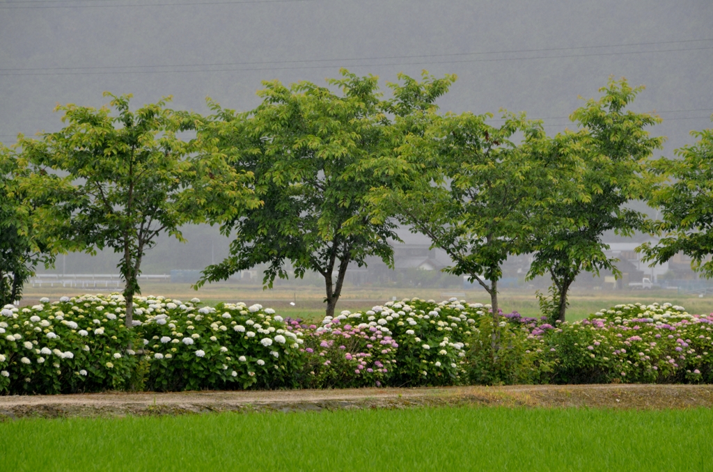 梅雨花景