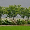 梅雨花景
