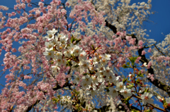 桜・さくら・サクラ