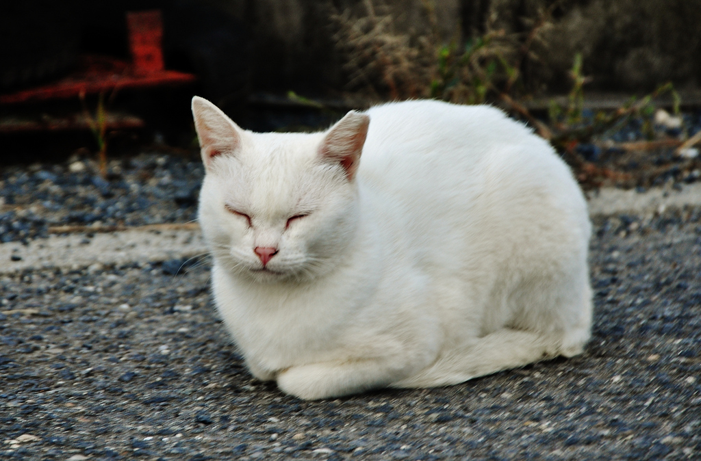 眠り猫（猫シリーズ　4）