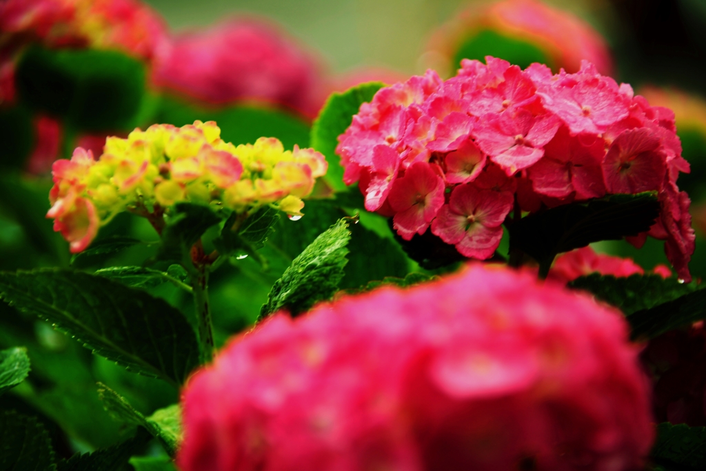 紫陽花雨情