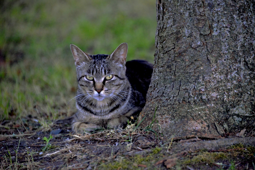 豊公園の野良猫　3-3