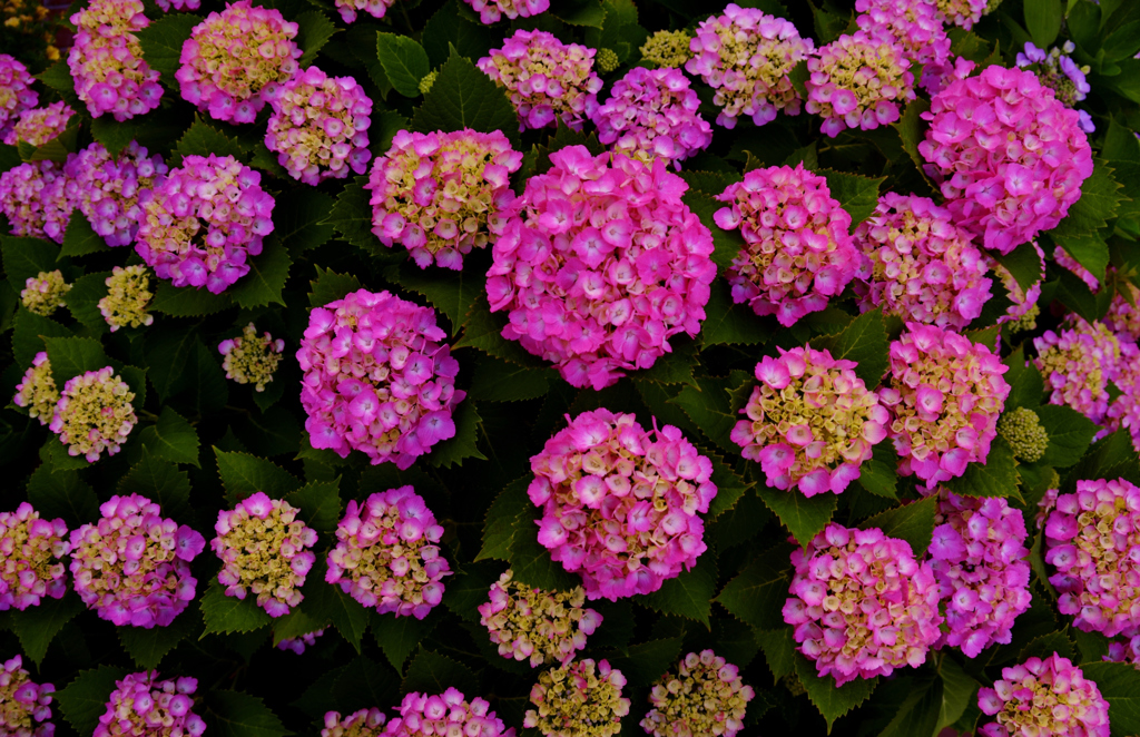 我が家の花　　あじさい色付き