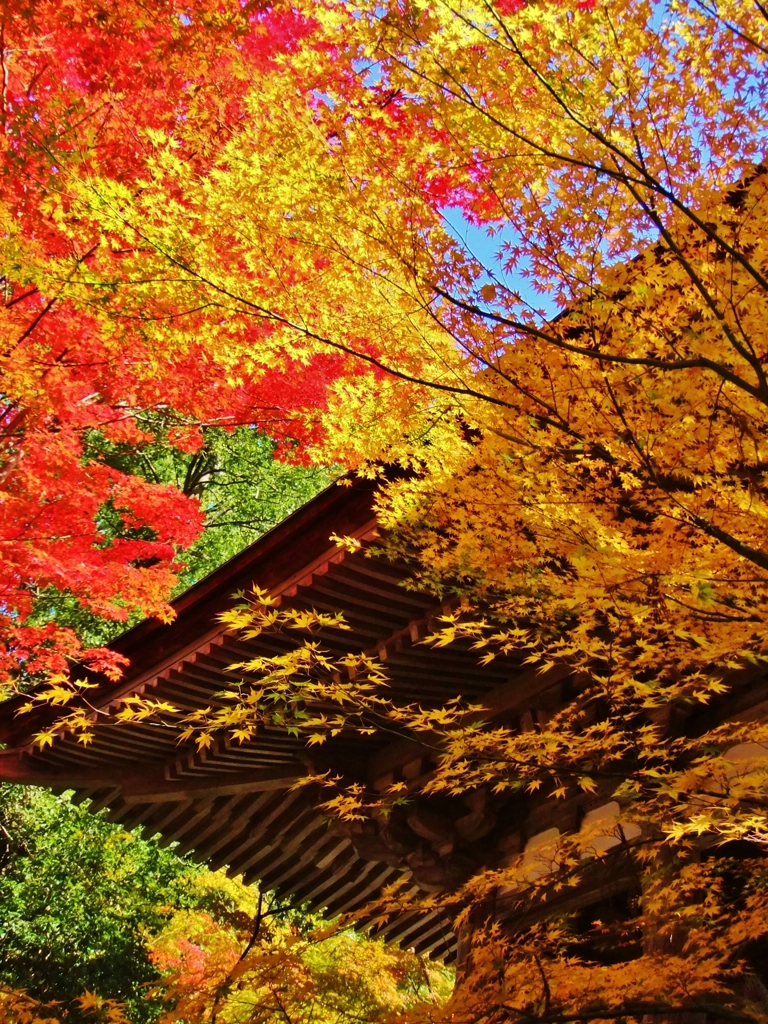 金色の紅葉（湖東三山西明寺）