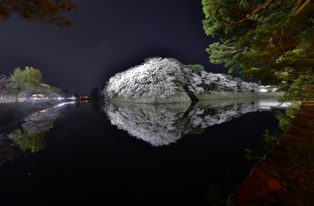 彦根城濠端夜桜