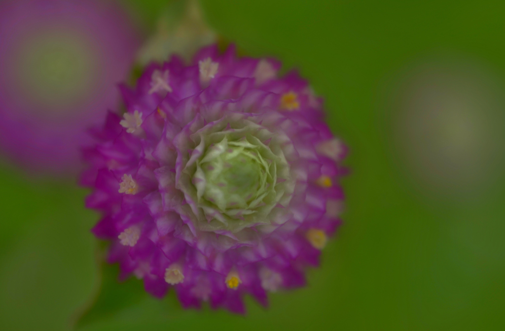 我が家の花　センニチコウ