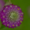 我が家の花　センニチコウ
