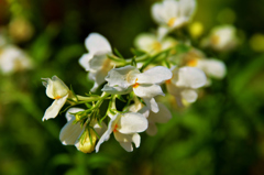 我が家の花　名無し花　　