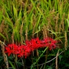 秋の畦に稲穂と曼珠沙華