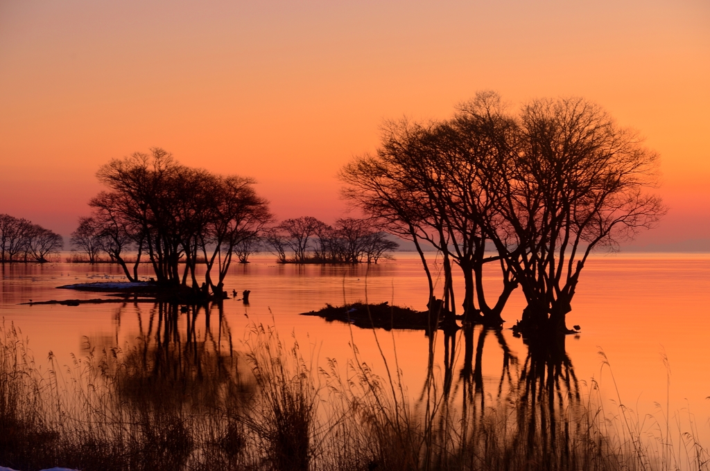 夕焼けの水中木