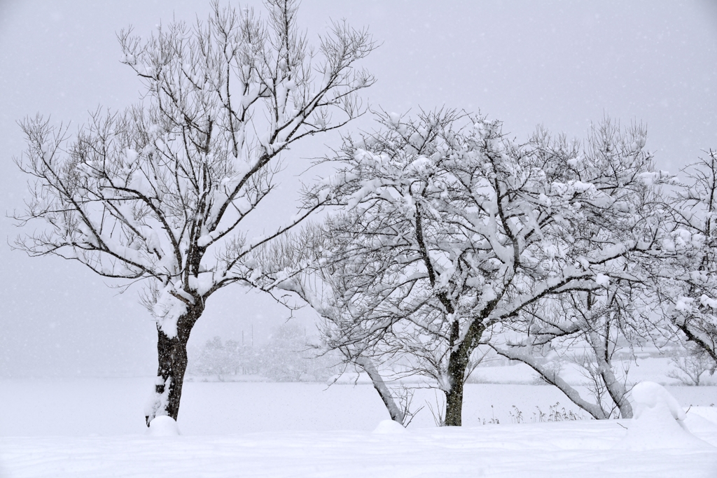 樹雪