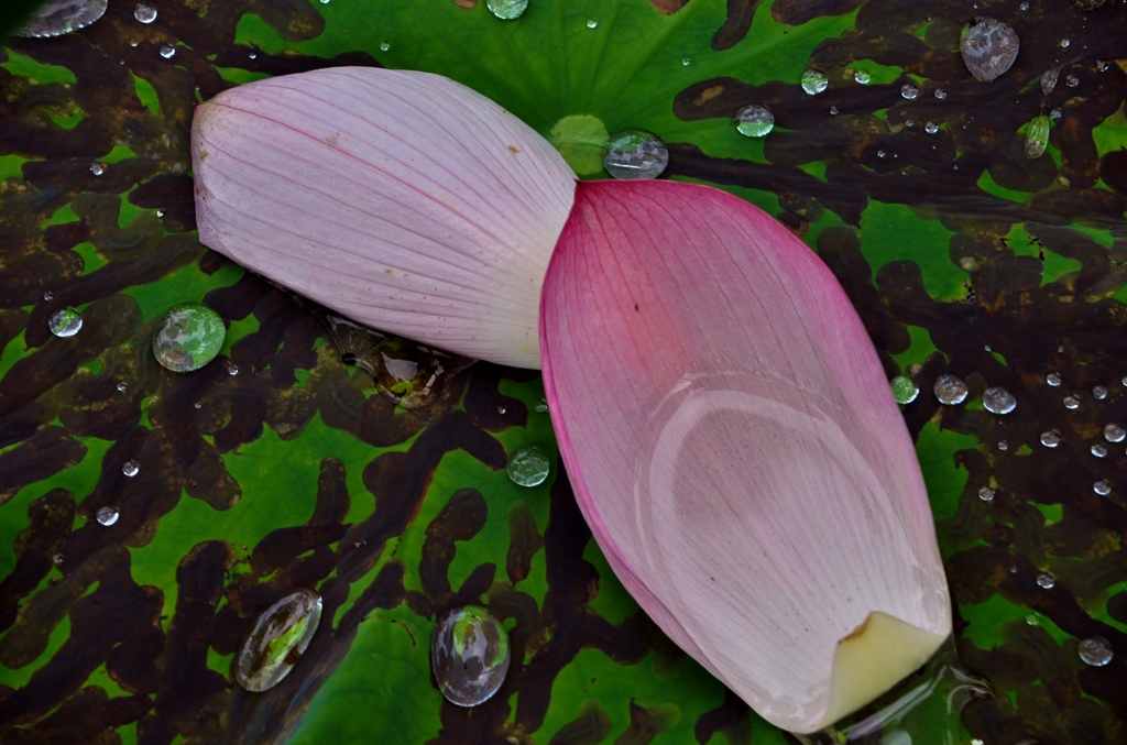 ハスの花びら