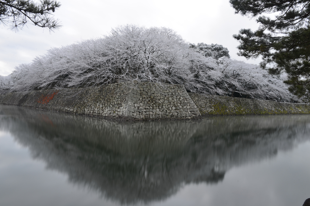 濠端雪花