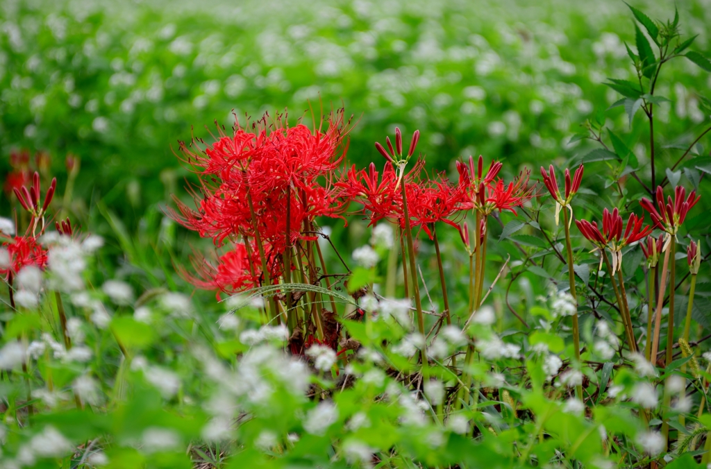 秋の畦にソバの花と曼珠沙華