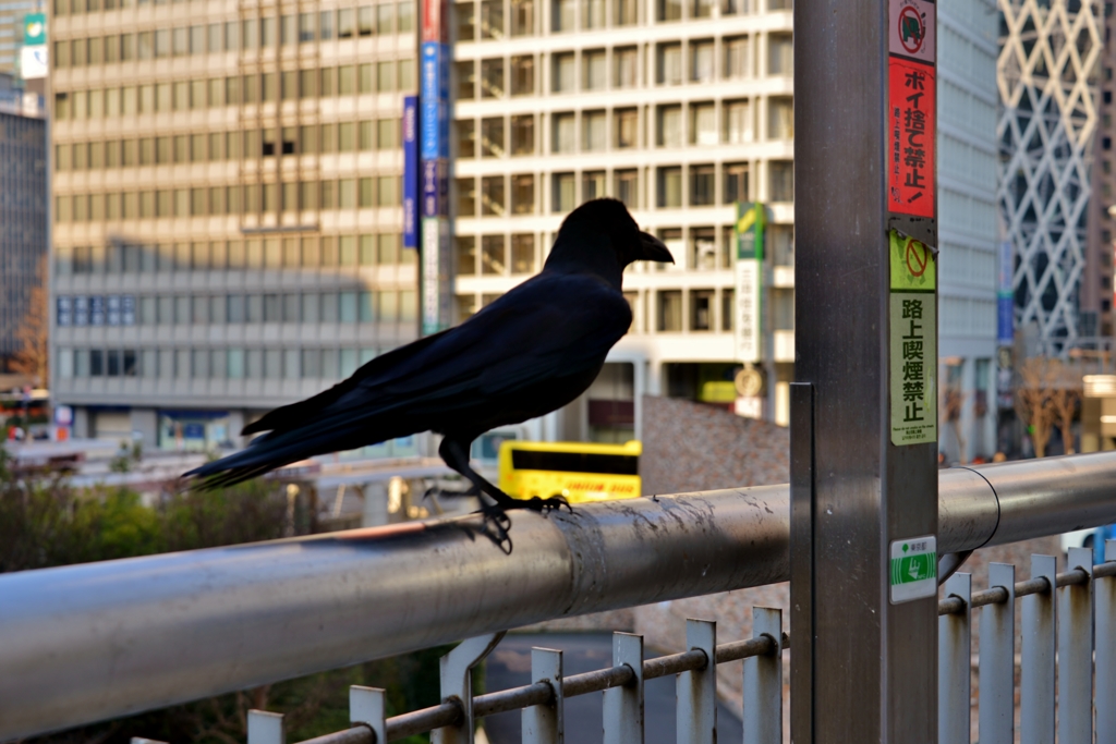東京の朝　新宿カラス