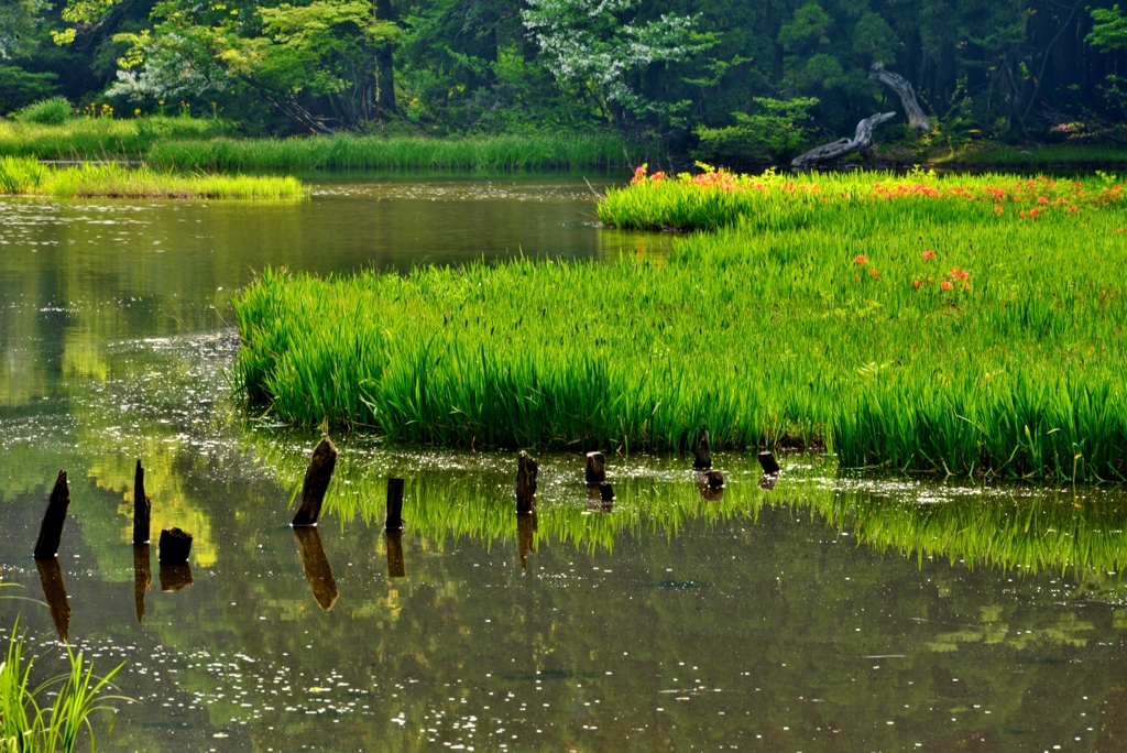 皐月の平池