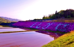 田園の芝桜　3-1