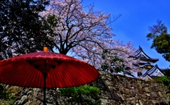 彦根城桜散策