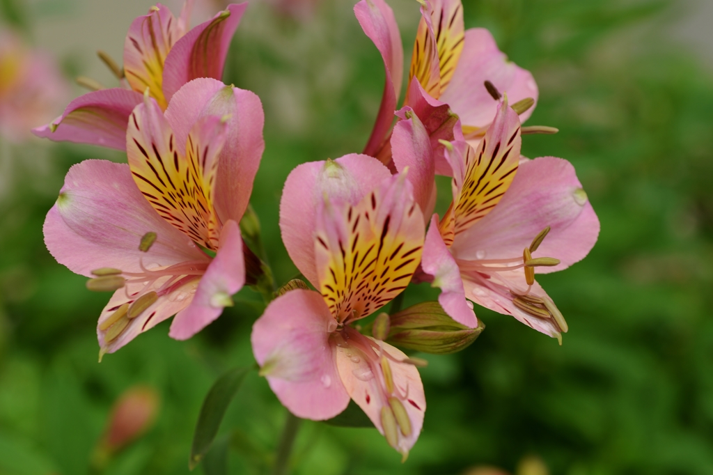 百合水仙