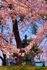 太閤桜