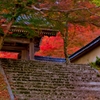 山門紅葉
