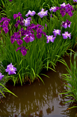 菖蒲