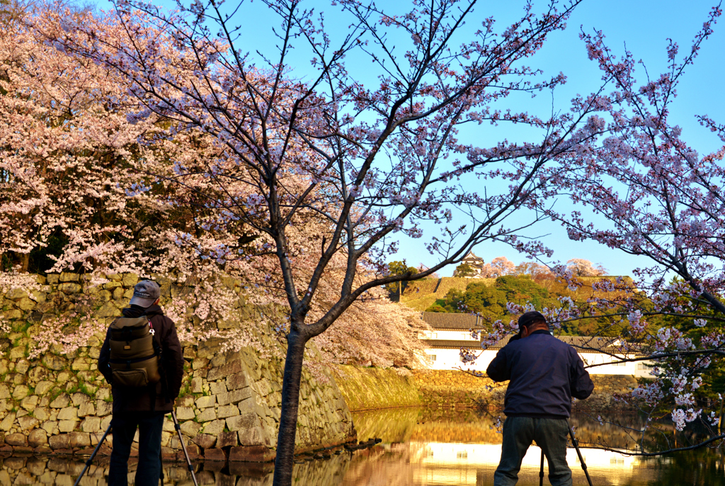 城撮り桜撮り