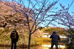 城撮り桜撮り