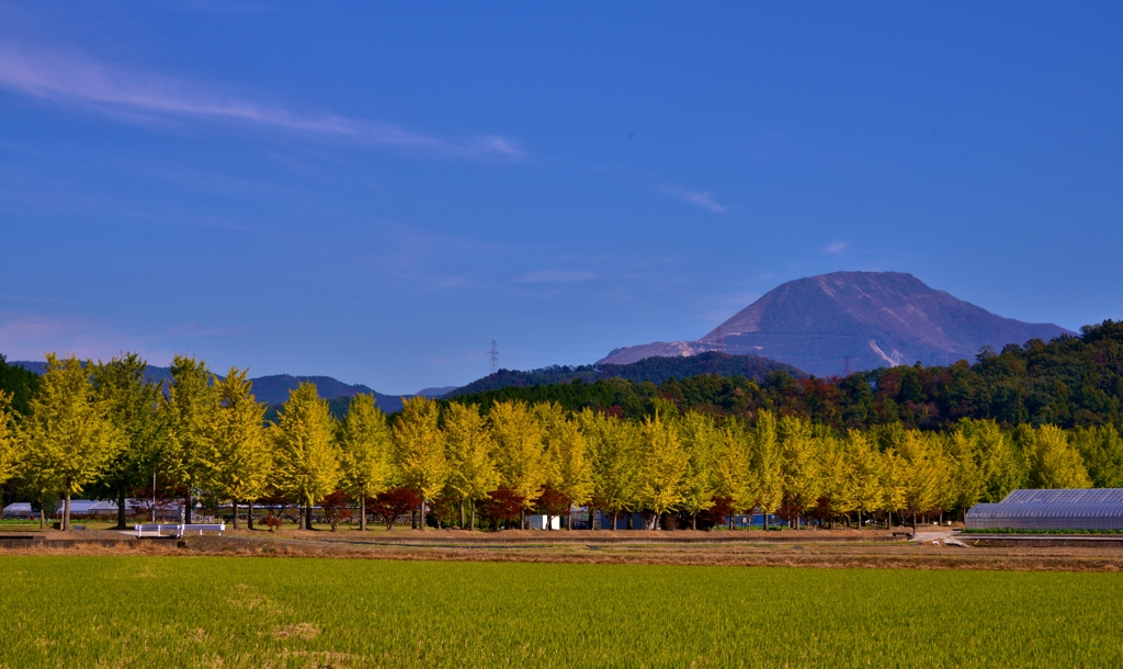 銀杏並木の伊吹山