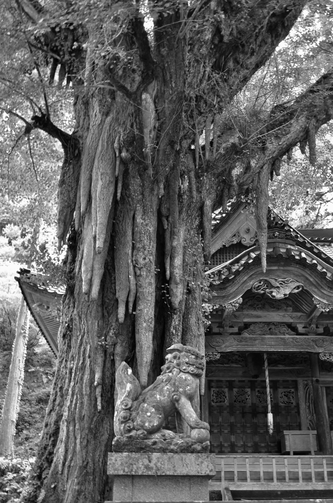 大杉神社　気根に狛犬吽形