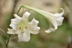 我が家の花　百合