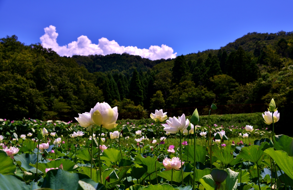 山間の蓮花