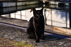 野良黒猫