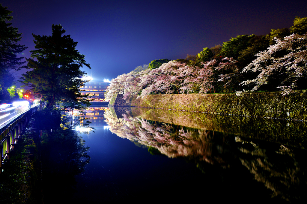 彦根城濠端夜桜