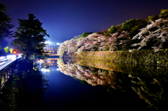 彦根城濠端夜桜