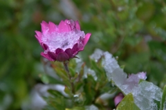 我が家の春雪花　Ⅱ