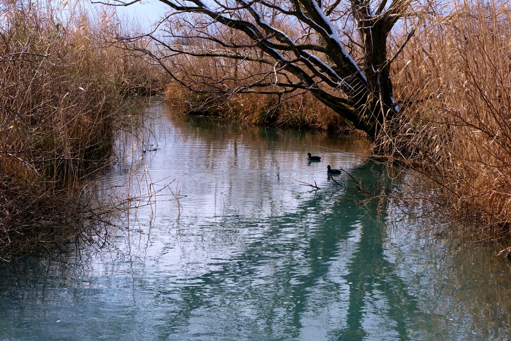 水辺の風景
