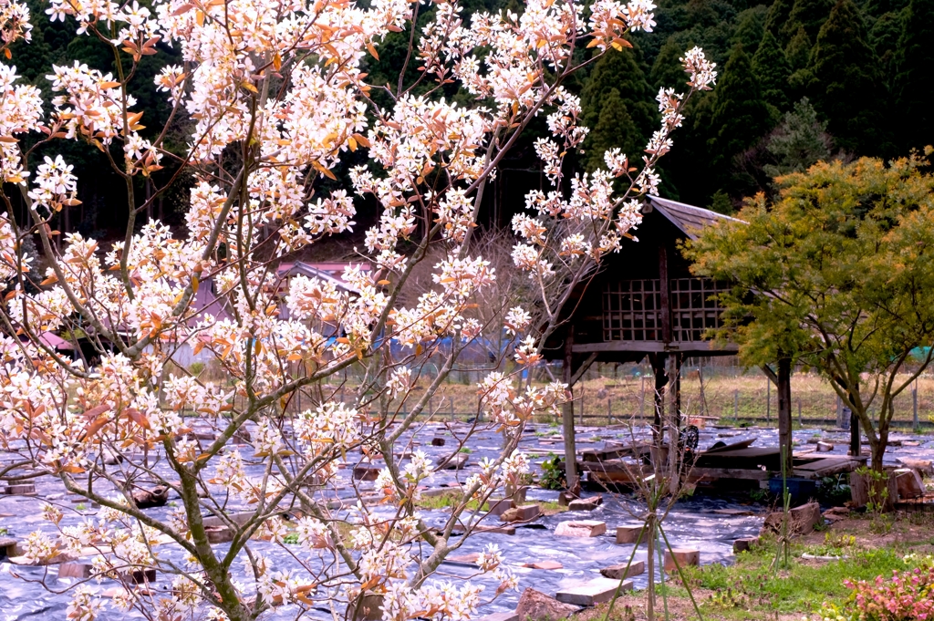 里山桜