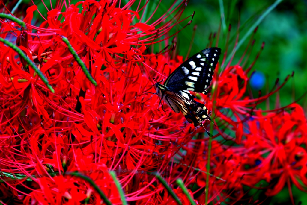 赤花の蝶
