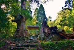 菅山寺山門と菅原道真公お手植えのケヤキ