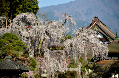 身延山久遠寺枝垂れ桜