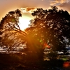夕木夕日