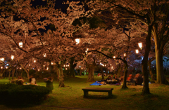 花見夜桜（豊公園）