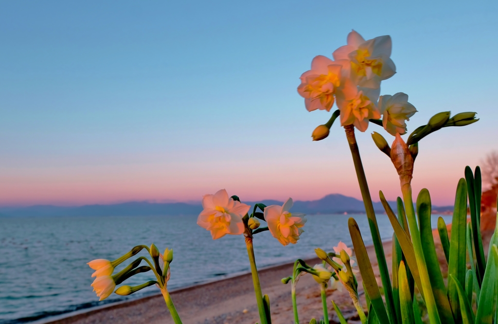 夕水仙
