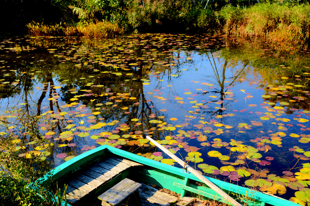 池の風景
