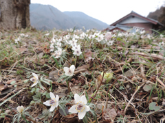 山里の節分草